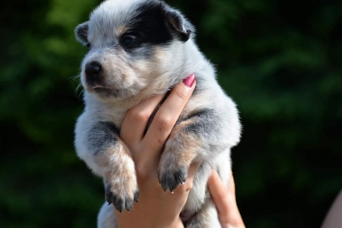 HILLARY - female - 3 weeks old